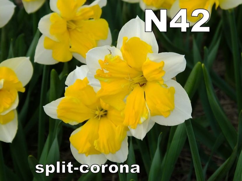 N42 - b Comenzi plante copaci 2018 2019