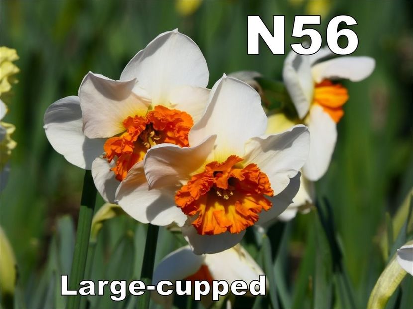 N56 - b Comenzi plante copaci 2018 2019