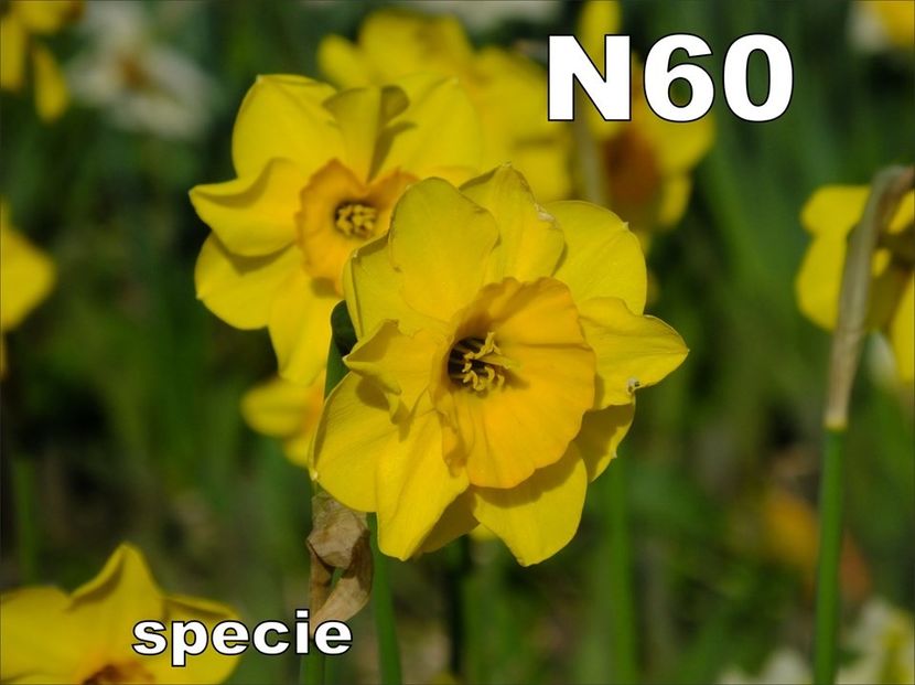 N60 - b Comenzi plante copaci 2018 2019