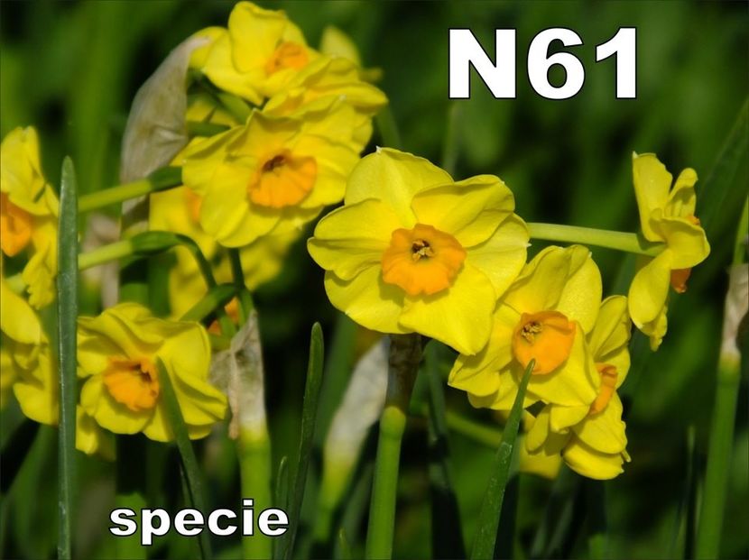N61 - b Comenzi plante copaci 2018 2019
