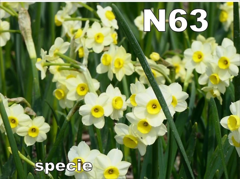 N63 - b Comenzi plante copaci 2018 2019