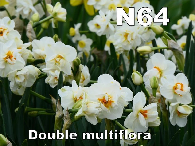 N64 - b Comenzi plante copaci 2018 2019