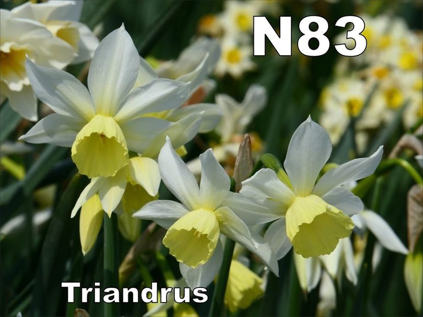 N83 - b Comenzi plante copaci 2018 2019