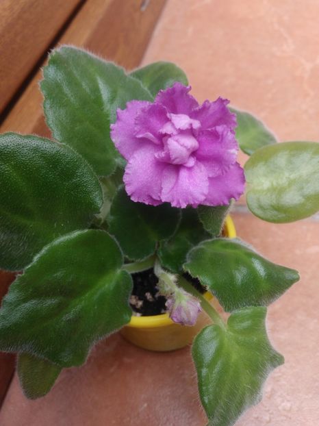 14 September 2019 - ZZZ_Bold Party Girl sp