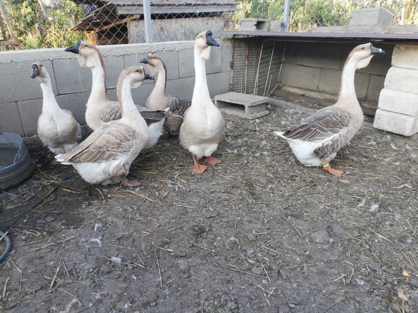  - A1 Gâște Africane matca 2019