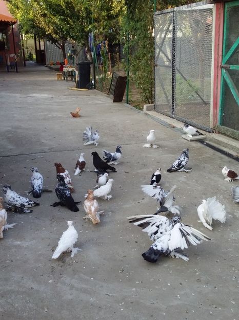  - 03-- URIASI MAGHIARI