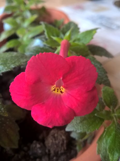 Star of Stars - Achimenes si Achimenantha 2019