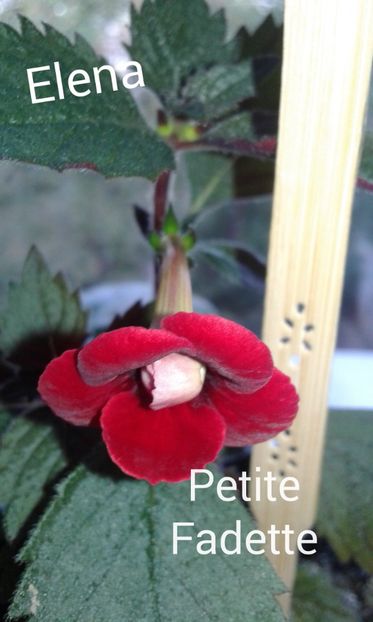 20_ Petite Fadette (1) - 2019 - ACHIMENES