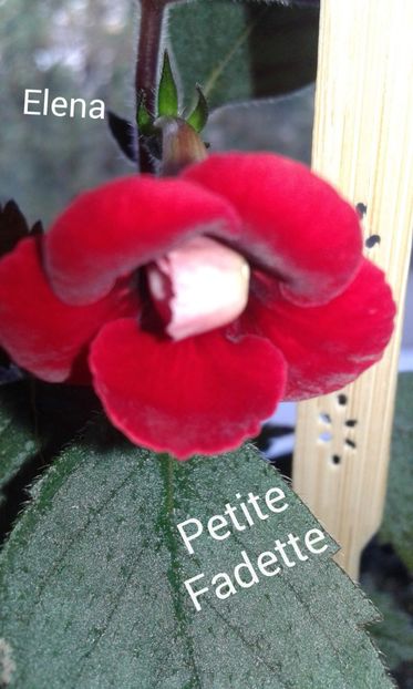 20_ Petite Fadette - 2019 - ACHIMENES