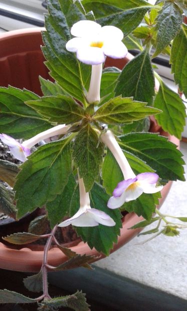 18_ Daisy Boo - 2019 - ACHIMENES