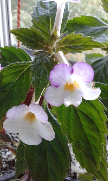 18_ Daisy Boo(1) - 2019 - ACHIMENES