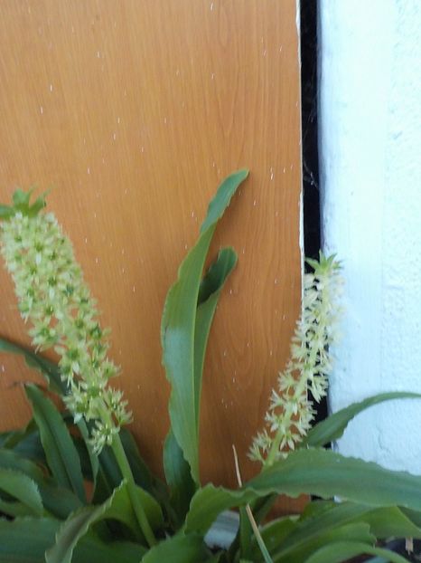  - eucomis