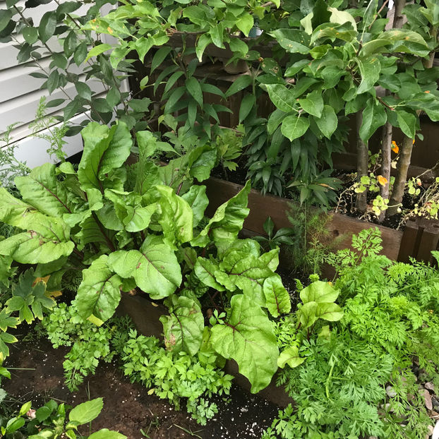  - Jurnalul gradinii 2019