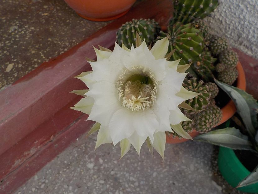  - echinopsis oxygona