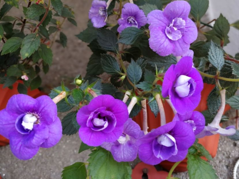 - Achimenes 2019