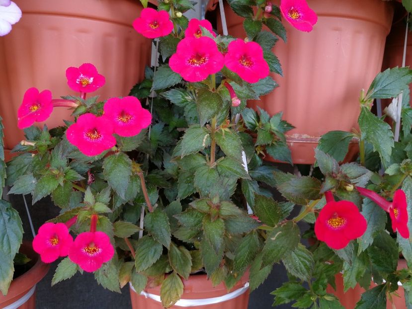  - Achimenes 2019