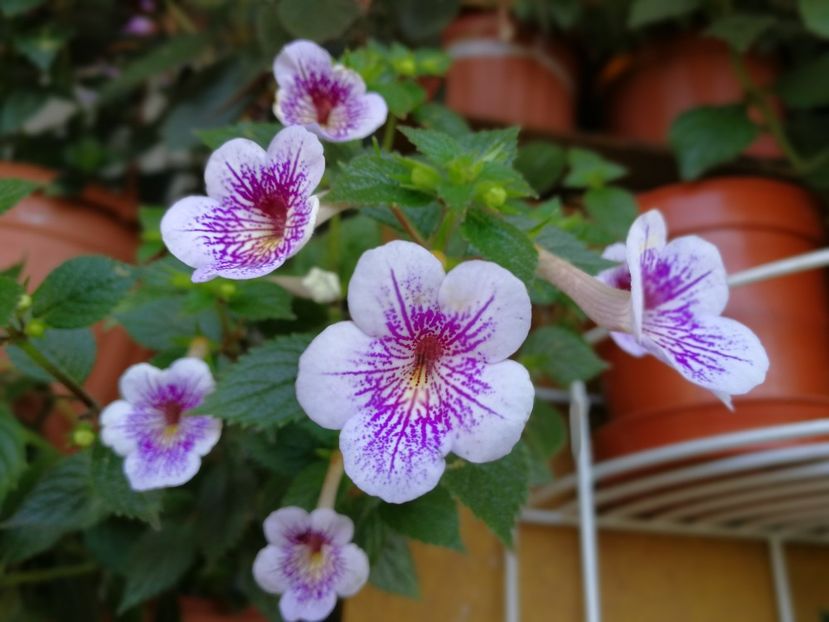  - Achimenes 2019