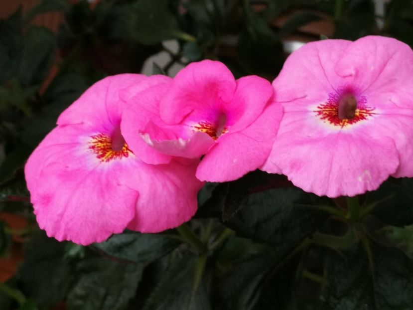  - Achimenes 2019