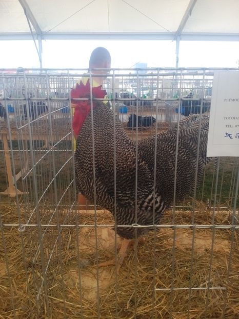 - AGROMALIM Arad 2019