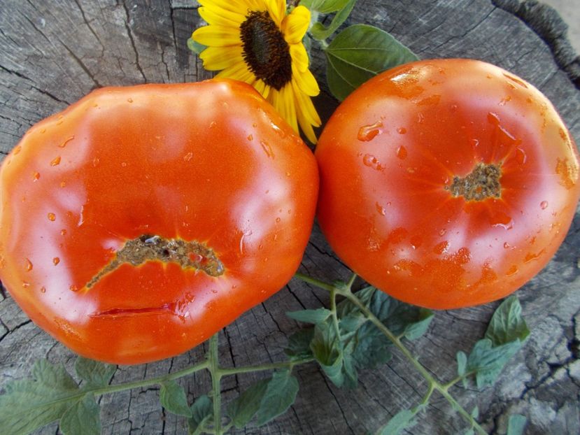  - SEMINTE ROSII - T 428 GROSSE PLATE DU PORTUGAL