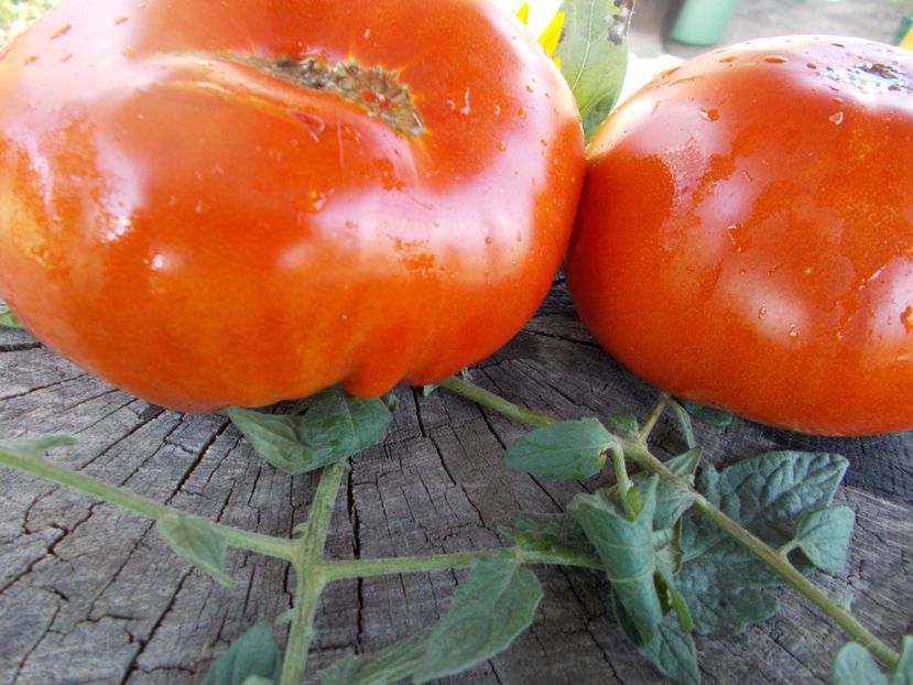  - SEMINTE ROSII - T 428 GROSSE PLATE DU PORTUGAL