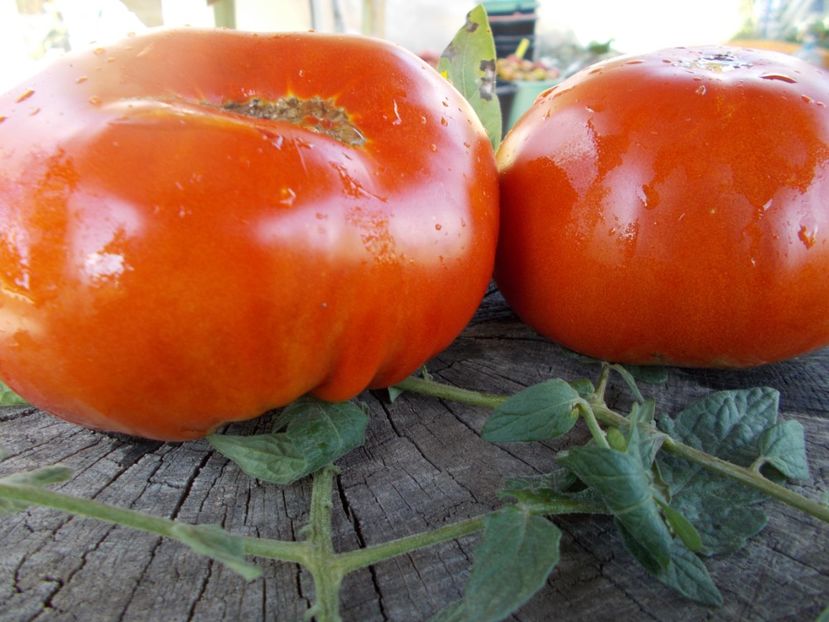  - SEMINTE ROSII - T 428 GROSSE PLATE DU PORTUGAL