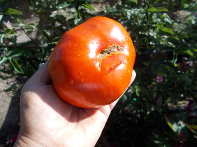  - SEMINTE ROSII - T 428 GROSSE PLATE DU PORTUGAL