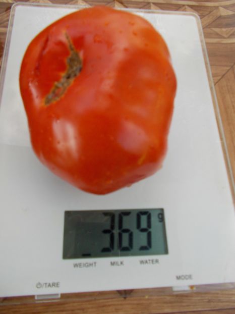  - SEMINTE ROSII - T 428 GROSSE PLATE DU PORTUGAL