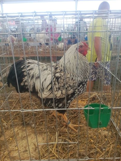  - AGROMALIM Arad 2019