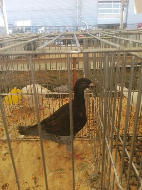  - AGROMALIM Arad 2019