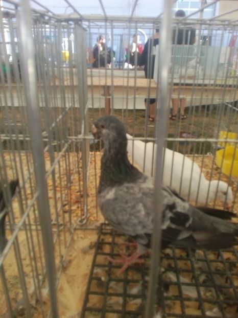  - AGROMALIM Arad 2019