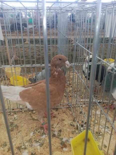  - AGROMALIM Arad 2019