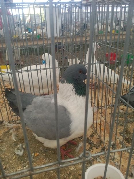  - AGROMALIM Arad 2019