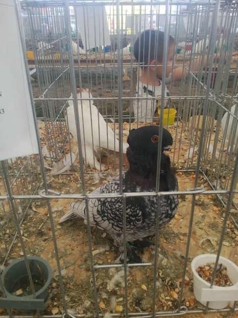  - AGROMALIM Arad 2019