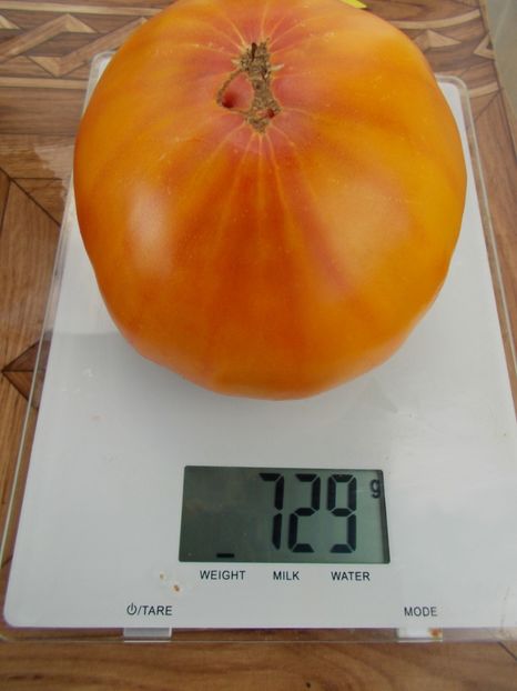  - SEMINTE ROSII - T 349 GOLD MEDAL