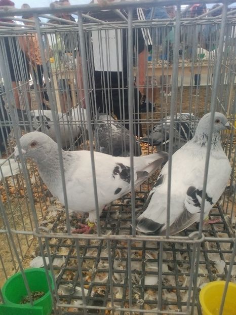  - AGROMALIM Arad 2019