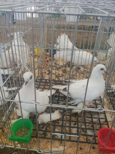  - AGROMALIM Arad 2019