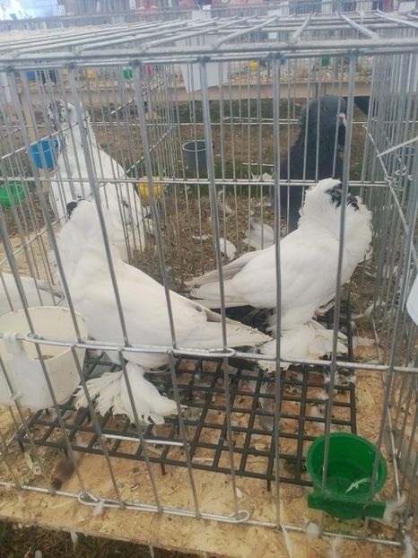  - AGROMALIM Arad 2019