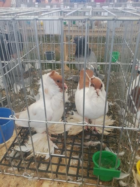  - AGROMALIM Arad 2019
