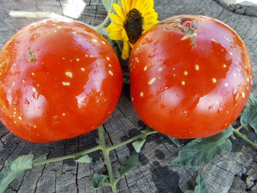  - SEMINTE ROSII - T 299 JAPANESE OXHEART - BRUNO ????????