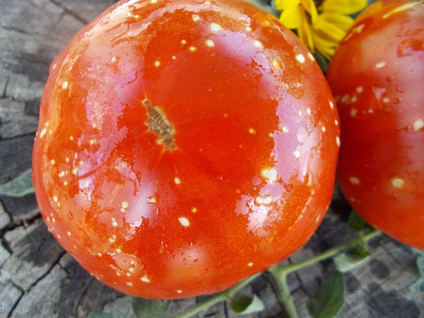  - SEMINTE ROSII - T 299 JAPANESE OXHEART - BRUNO ????????