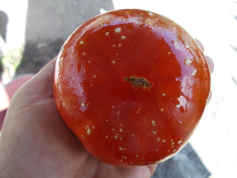  - SEMINTE ROSII - T 299 JAPANESE OXHEART - BRUNO ????????