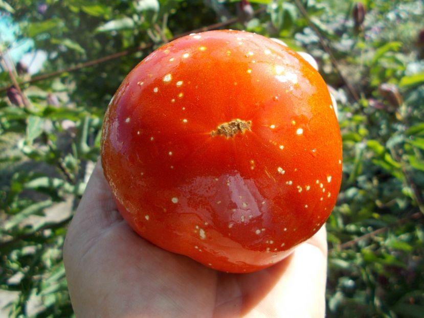  - SEMINTE ROSII - T 299 JAPANESE OXHEART - BRUNO ????????