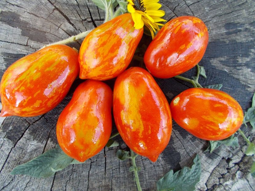  - SEMINTE ROSII - T 298 RAIBAIS KEKARS