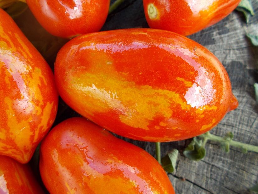  - SEMINTE ROSII - T 298 RAIBAIS KEKARS