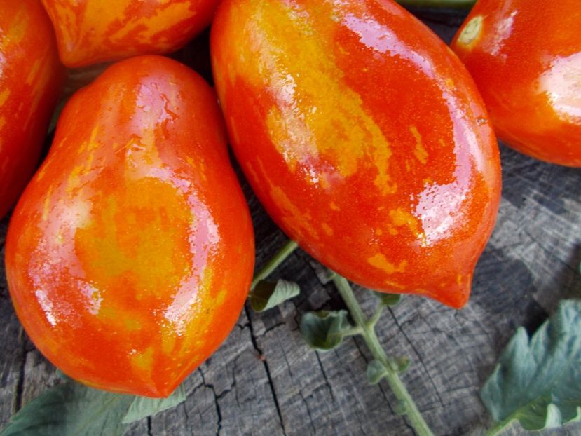  - SEMINTE ROSII - T 298 RAIBAIS KEKARS