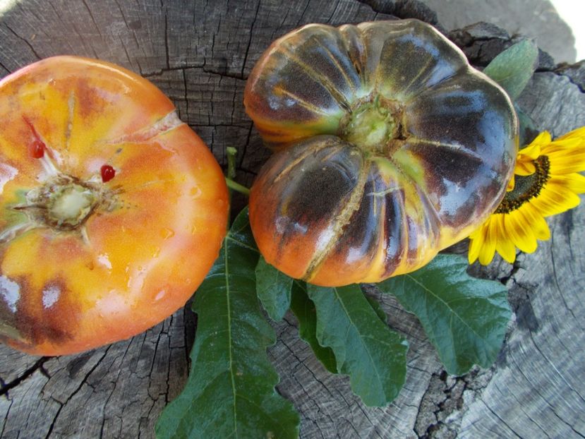  - SEMINTE ROSII - T 363 AFTERNOON DELIGHT