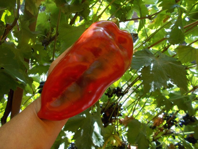  - SEMINTE ARDEI - A 02 CAPIA URECHE DE ELEFANT