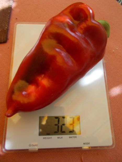  - SEMINTE ARDEI - A 02 CAPIA URECHE DE ELEFANT