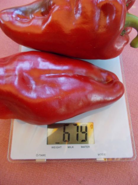  - SEMINTE ARDEI - A 02 CAPIA URECHE DE ELEFANT